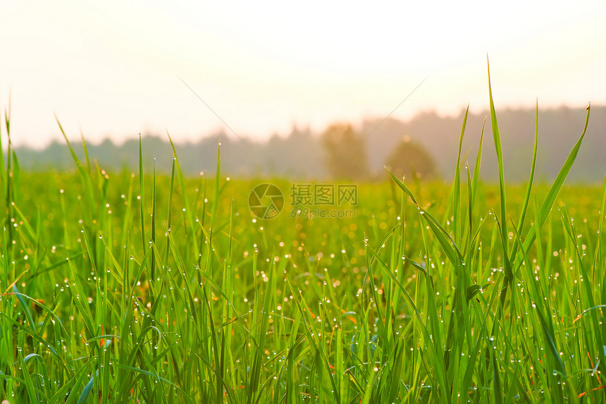 特写草原上的新鲜草地场地季节活力自由地平线生长土地刀刃天空阳光图片