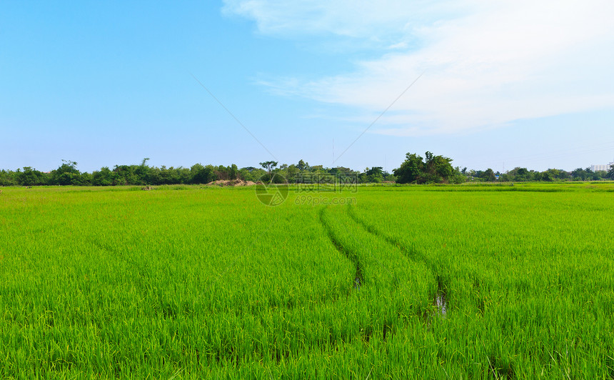 大米自然田生长国家植物农村稻田热带绿色乡村季节农场图片