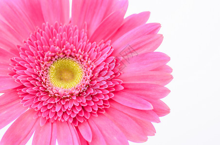 粉色热贝拉菊花花瓣雏菊植物群宏观植物白色背景图片