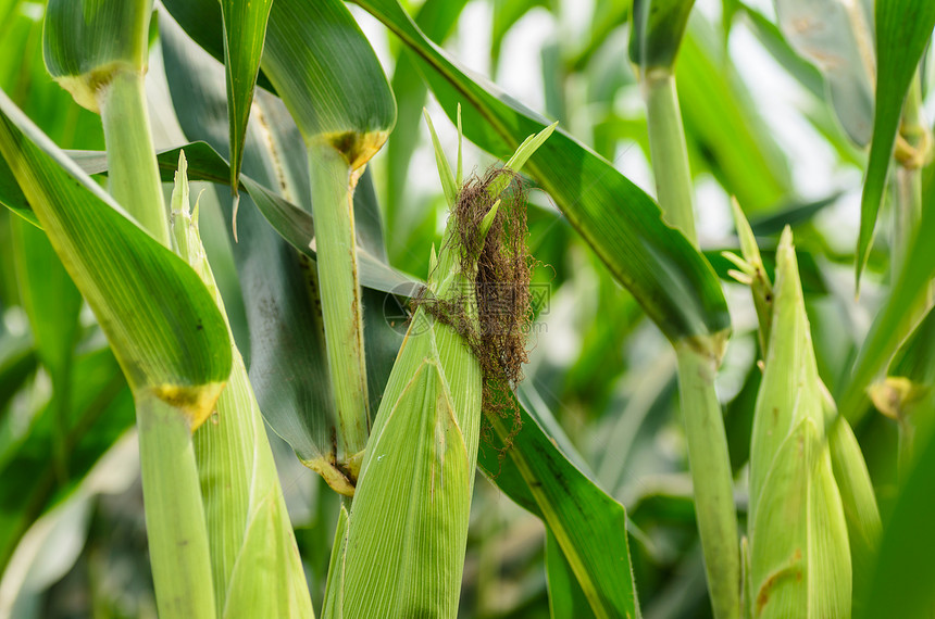 玉米农场环境绿色叶子谷物植物天空粮食国家蔬菜季节图片