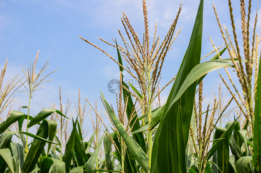 玉米农场叶子国家植物天空乡村食物蔬菜场地环境谷物图片