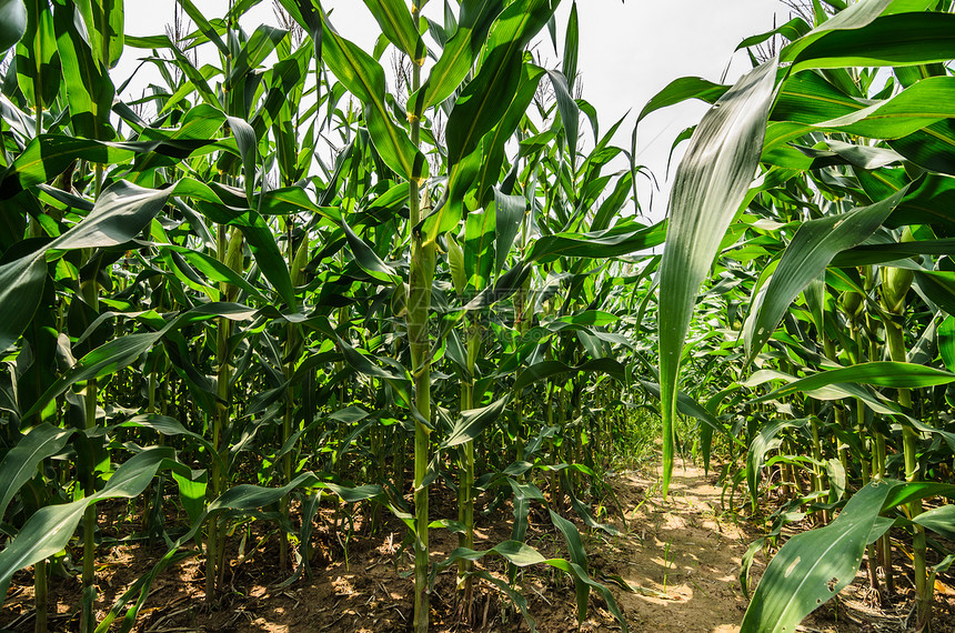 玉米农场国家环境场地叶子粮食绿色谷物植物乡村天空图片