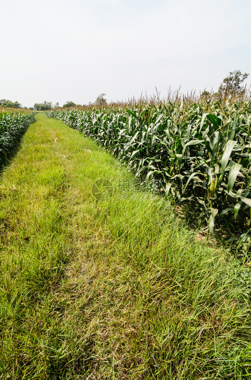 玉米农场国家植物谷物蔬菜食物季节叶子粮食场地乡村图片