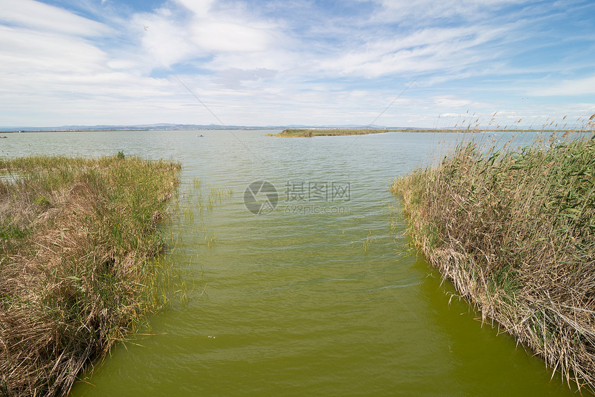 巴伦西亚自然公园芦苇沼泽自然保护区湿地水平运河沼泽地图片