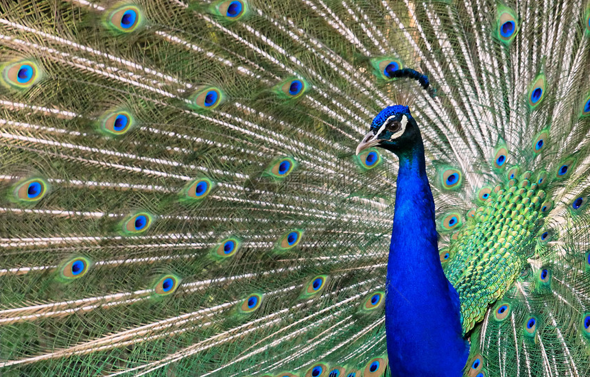 孔雀蓝色男性野鸡动物眼睛尾巴野生动物展览仪式脖子图片