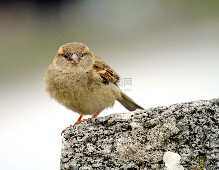 麻雀肖像鸟类绿色棕色岩石植物动物季节乡村栖息羽毛图片