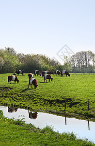 春天阳光明媚的日子里 荷兰贝特或莱克恩维尔德奶牛高清图片