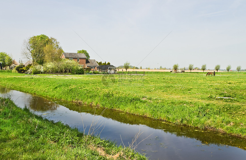 荷兰乡村风景 农场和牧养的马匹图片