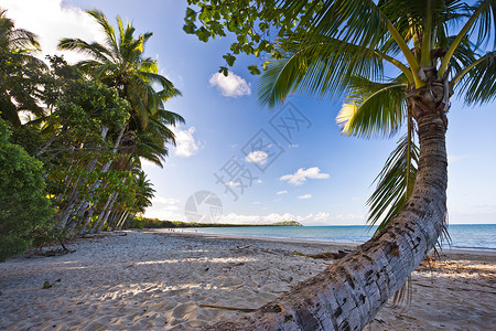 热带海滩上的棕榈树蓝色棕榈天空背景图片
