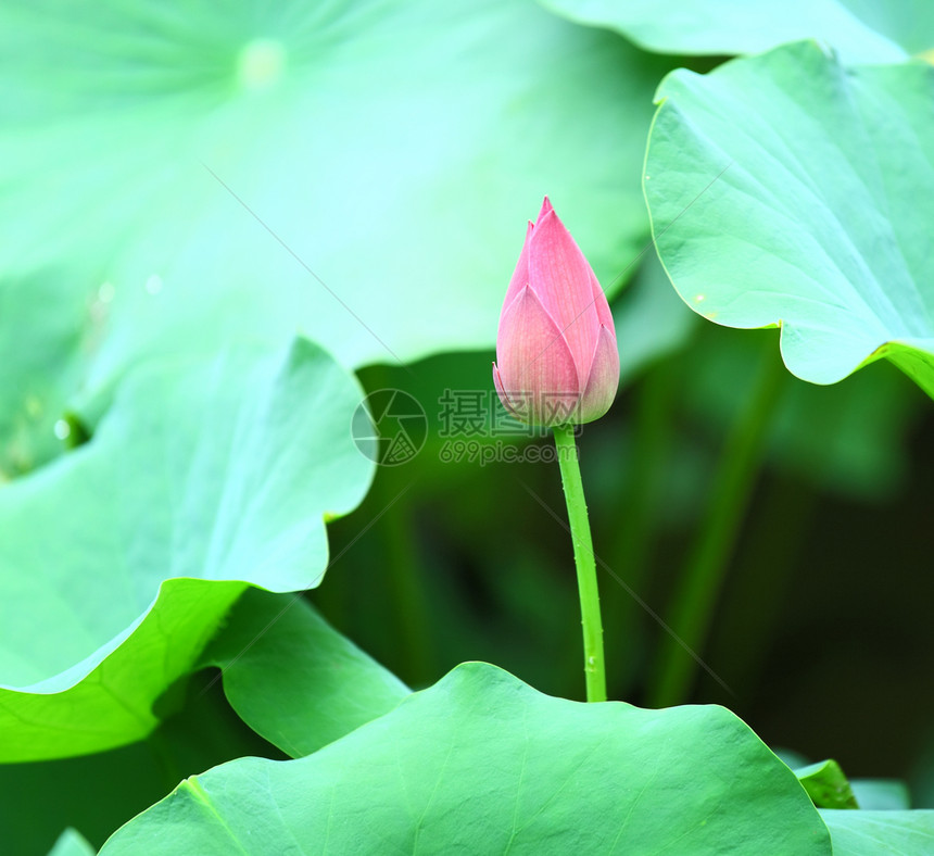 莲花芽花瓣生物学叶子灌木情调核桃属花园植物学荷花异国图片