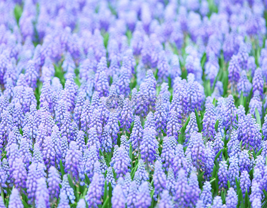 穆斯卡里晴天植物草地蓝色花瓣花朵绿色植物学紫色场地图片