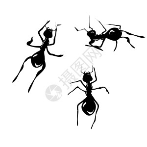 毛躁蚂蚁 矢量踪迹害虫昆虫命令生态蝴蝶邮政卡片白色植物插画