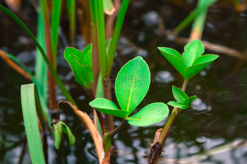 绿色植物覆盖了池塘表面图片