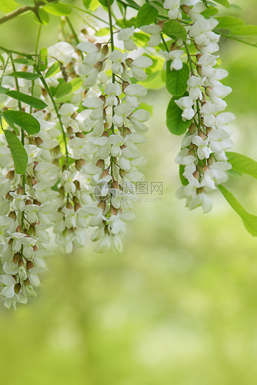 绿色的白色花朵分枝公园草本植物植物群叶子药品枝条植物花园活力森林图片