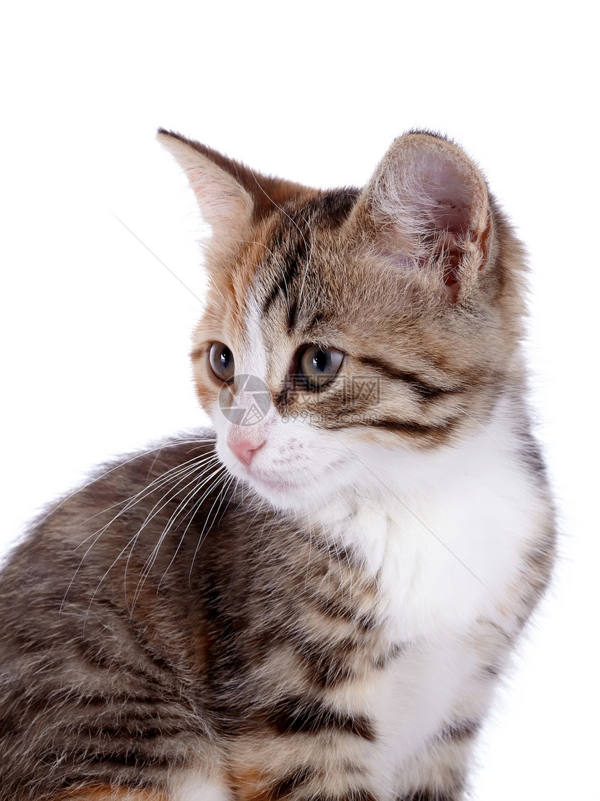 一只小猫的肖像宠物耳朵农场虎斑爪子兽医毛皮橙子婴儿动物图片