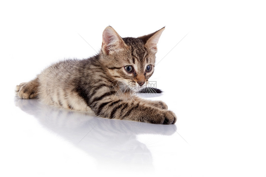 条纹小猫躺在白色背景上虎斑乐趣橙子眼睛爪子兽医脊椎动物猫科晶须食肉图片