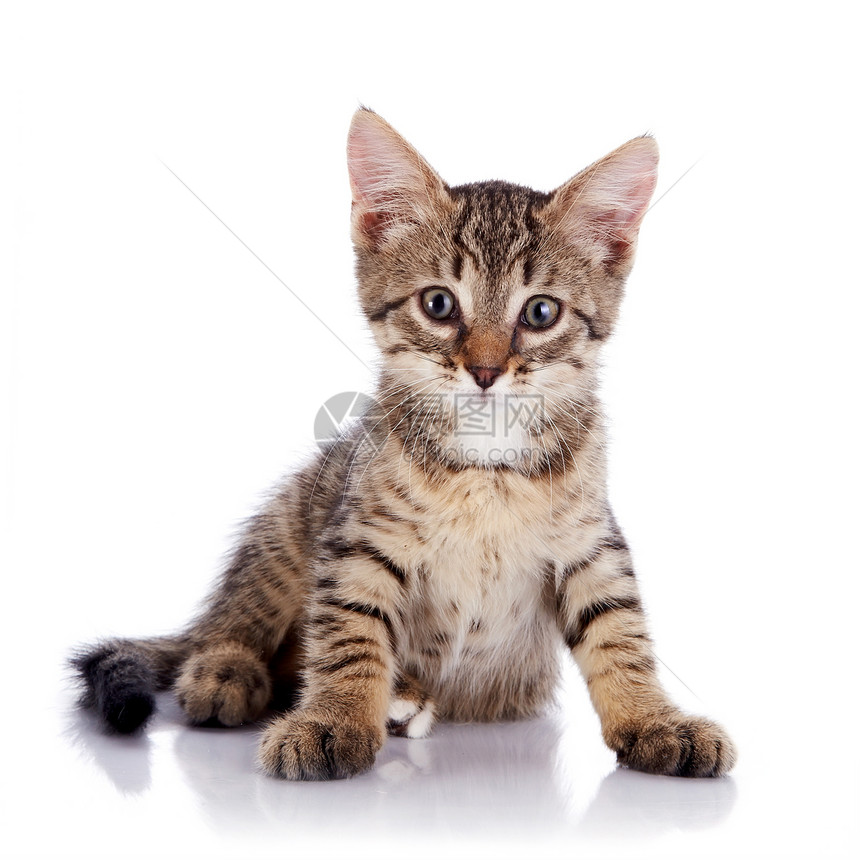 被剥光的小猫乐趣农场橙子脊椎动物兽医婴儿耳朵晶须猫科宠物图片