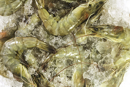 冰雪的冲刺宏观海鲜甲壳类动物食物白色背景图片
