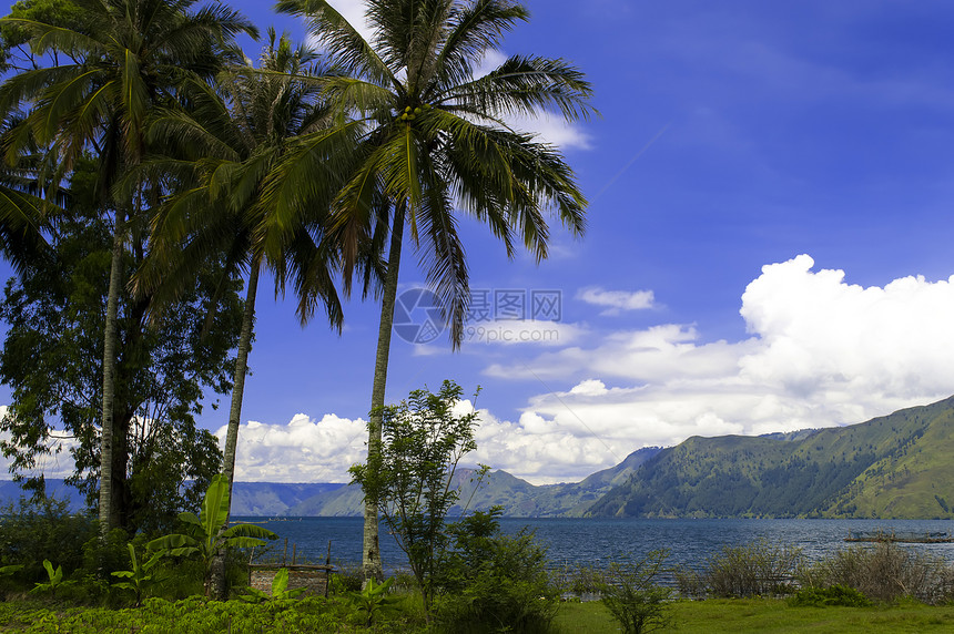 托巴湖背景中棕榈树的景观图片