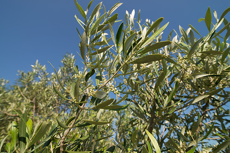 橄榄树树枝阳光水平树叶晴天种子分支机构叶子农业背景图片