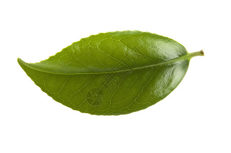 白色背景的清茶叶白纸化叶子绿色植物饮料饮食对象背景图片