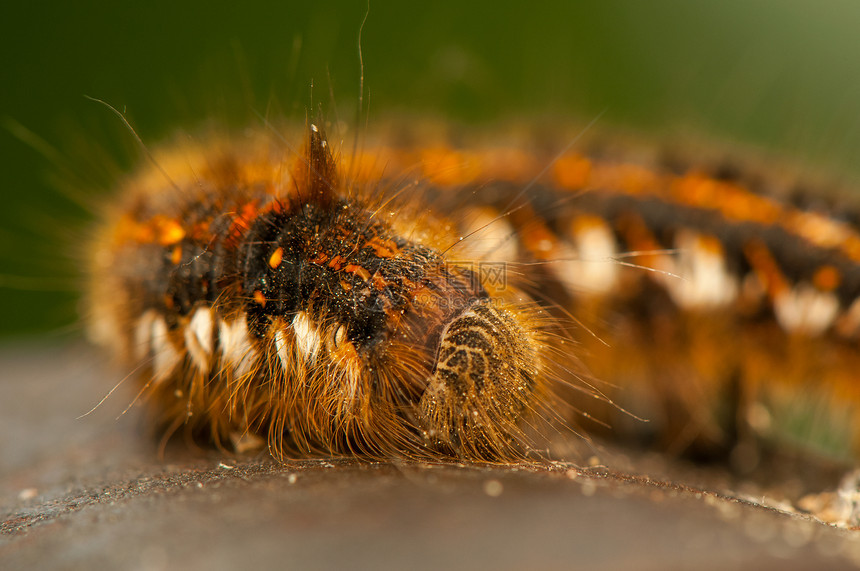 Euthrix马铃薯利亚昆虫漏洞动物幼虫生物蝴蝶毛虫荒野宏观棕色图片