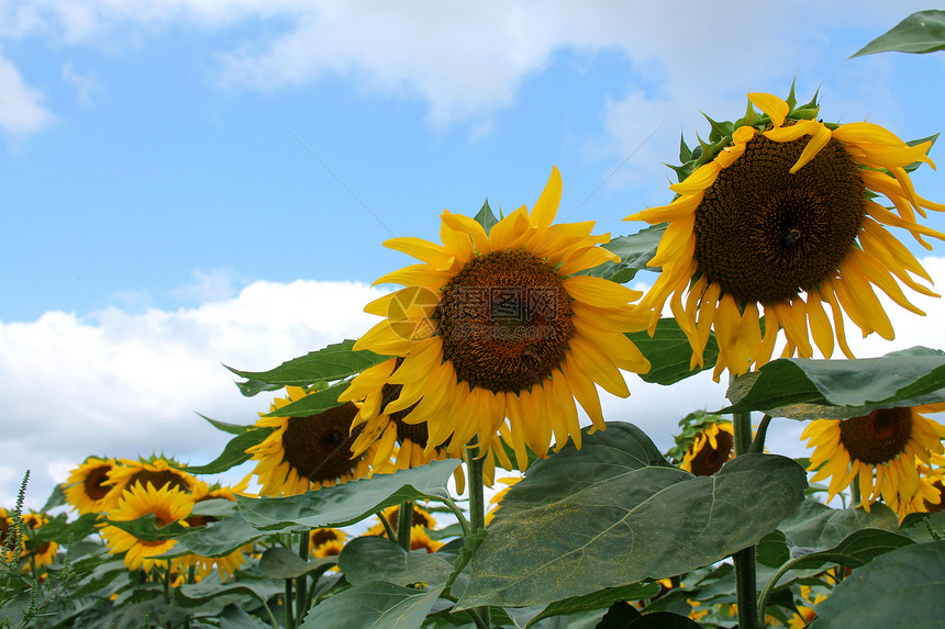 向日向叶子活力植物群黄色花瓣天空植物场地农业蓝色图片
