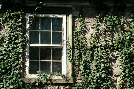 Ivy 覆盖的窗口绿色建筑叶子玻璃藤蔓房子植物窗户建筑学背景图片
