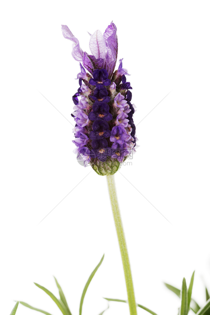 食用盐花园花束芳香香气草本植物香水花朵疗法紫色白色图片