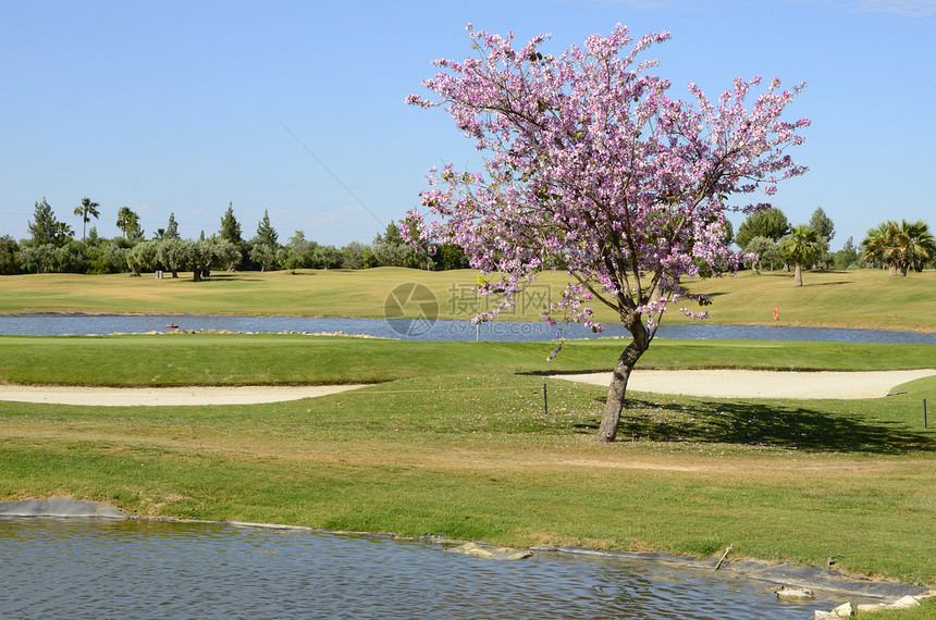 湖边的粉红树图片