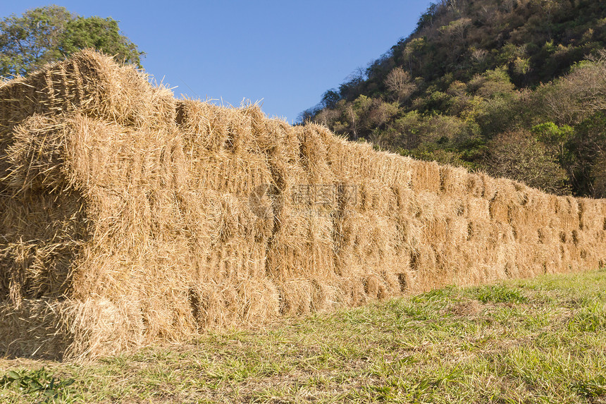 田里有干草丛小麦食物麦片草垛植物谷物农场农田农业国家图片