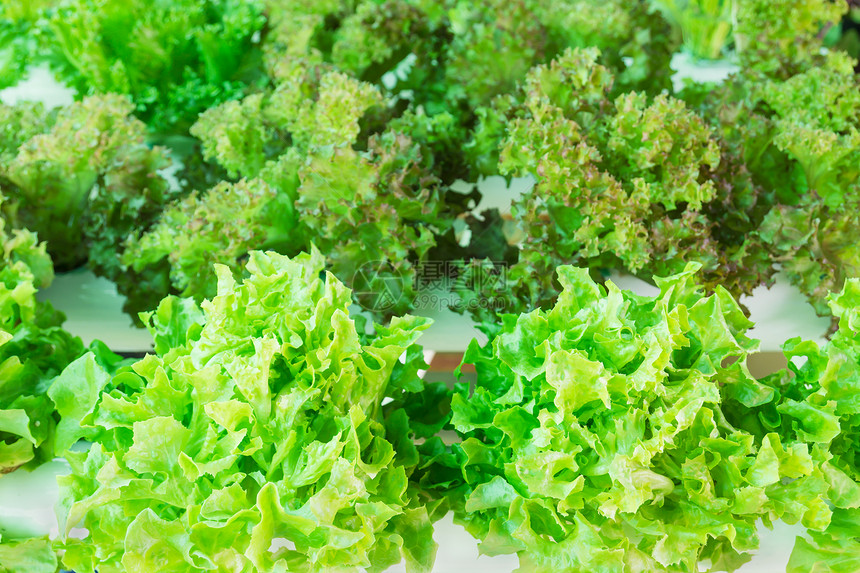 温室生菜产品市场保健卫生技术栽培管子生产苗圃蔬菜图片