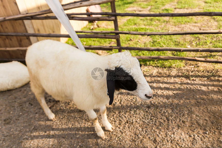 农场的羊群哺乳动物爬坡母亲农田婴儿家庭母羊团体生活动物图片