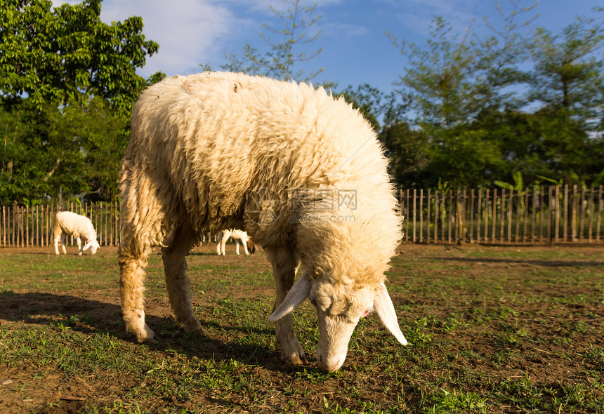 牧羊在农场放牧家庭后代农业爬坡草地风景哺乳动物婴儿朋友们天空图片