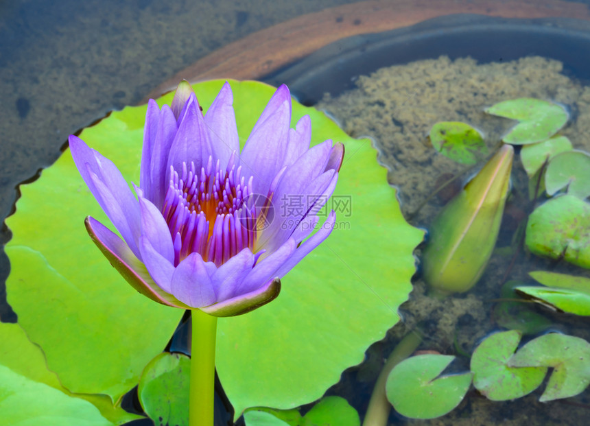 紫水百合荷花叶子公园水池热带植物学美丽植物群植物花园图片