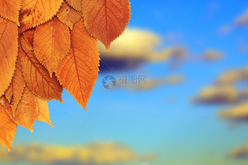 秋天的金叶环境植物学花园生长叶子蓝色植物天空生活植物群图片