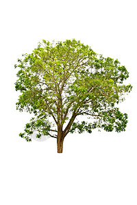白色背景上的树分隔线叶子生长木头生态生活团体树干多叶植物学背景