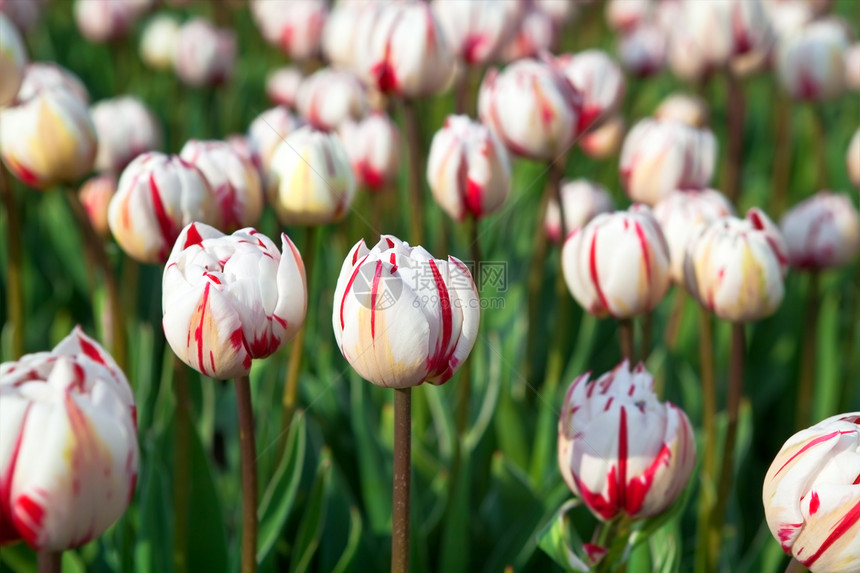 春天的红色和白色郁金香图片