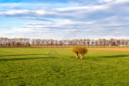 荷兰农田上的绿草地背景图片