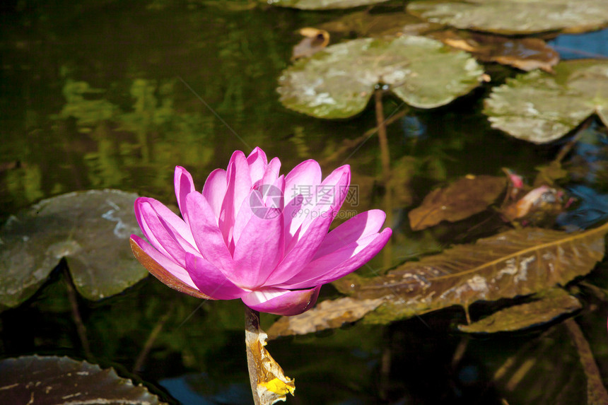 粉红水百合花在池塘中图片