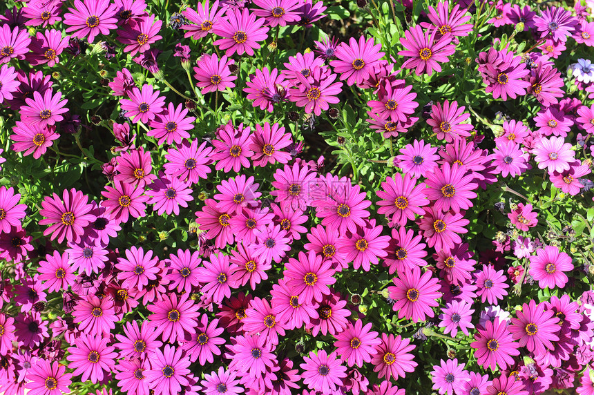 粉色菊花花朵团体图片