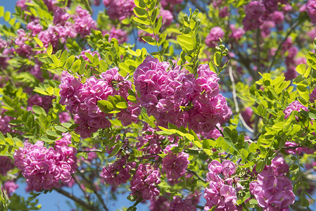 粉红色acacia背景图片