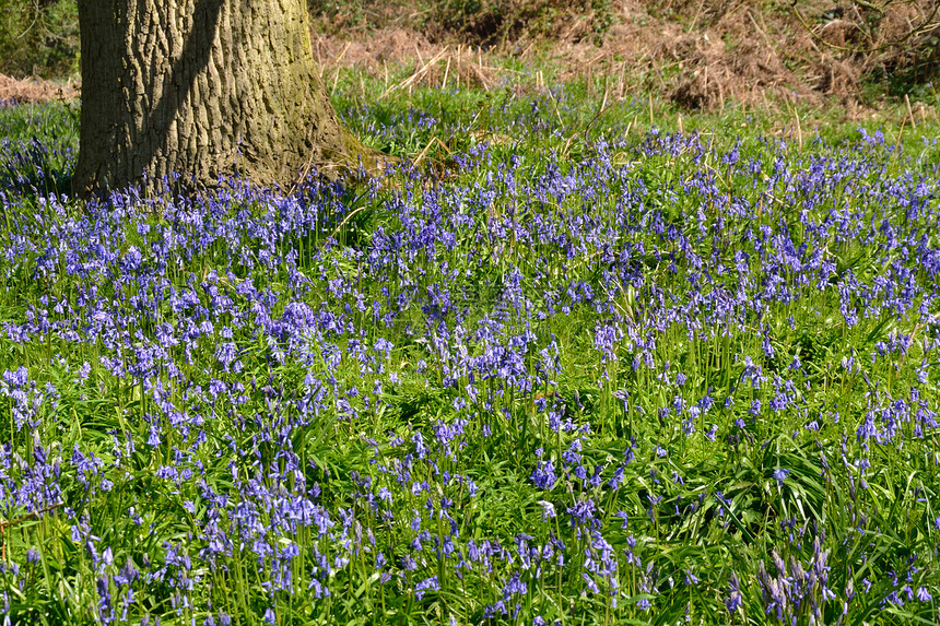 蓝铃英语树木石头晴天花朵地毯叶子蓝色紫色森林图片