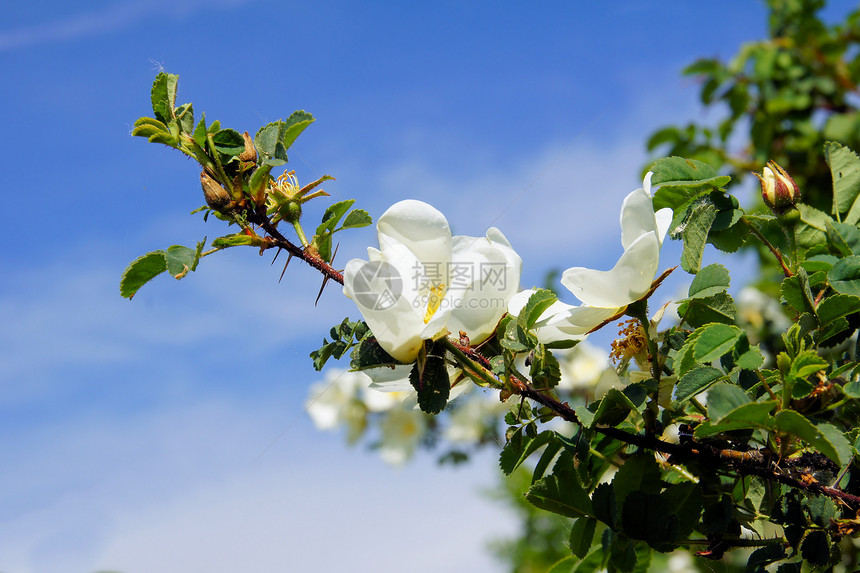 野白玫瑰玫瑰枝分支玫瑰花瓣白色荆棘叶子花朵灌木丛灌木图片