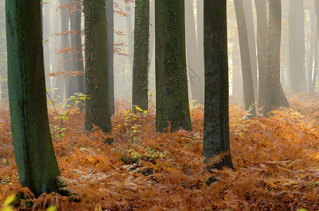 森林薄雾木头林地蕨类树干灌木丛背景图片