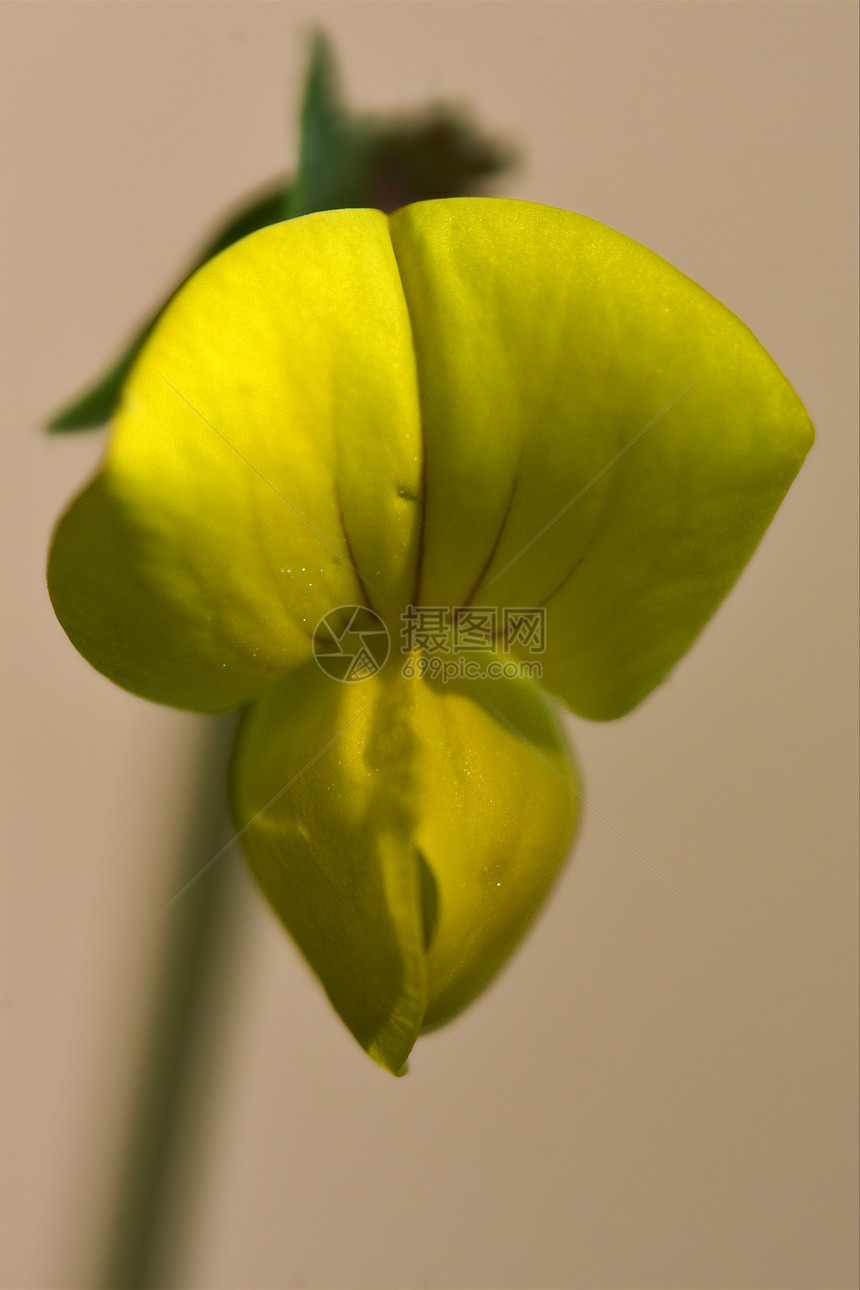 黄黄色莲花 马里提穆斯灰色花瓣宏观花粉绿色黑色棕色雌蕊金雀花图片