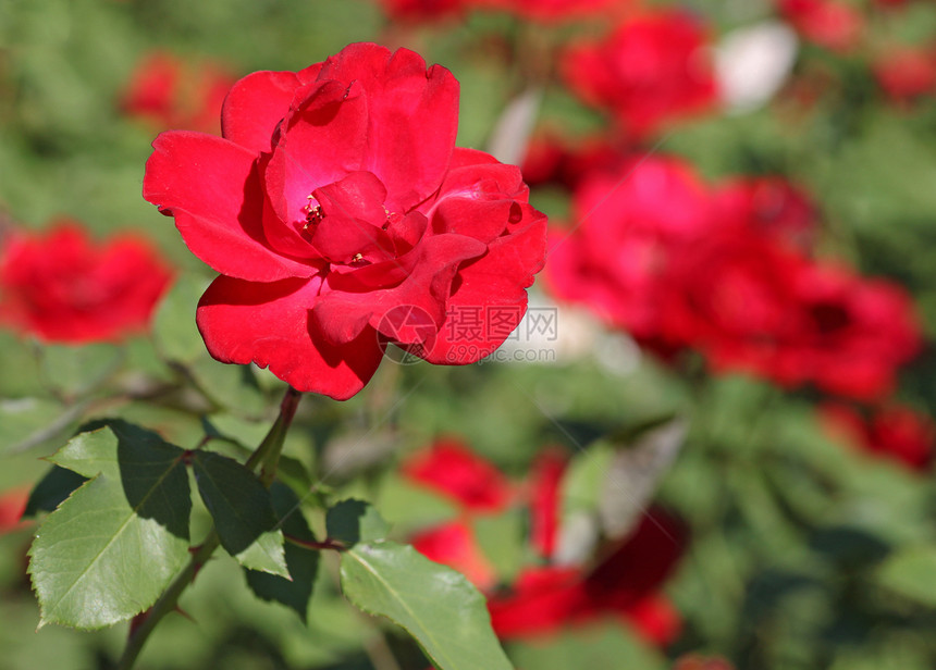 玫瑰花在乐园中香味宏观花瓣绿色植物群红色花坛花园图片