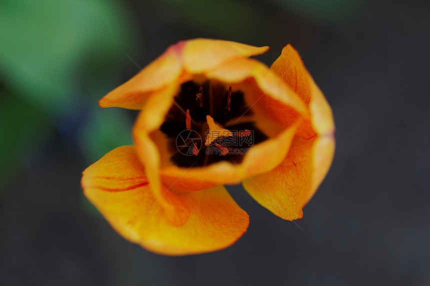 郁金tullip 特写宏观植物叶子植物群花瓣礼物花束花园图片