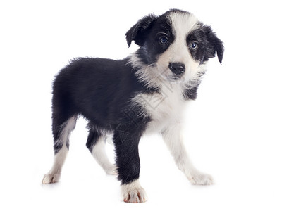 小小狗边框 collie动物白色黑色牧羊犬犬类宠物小狗背景图片