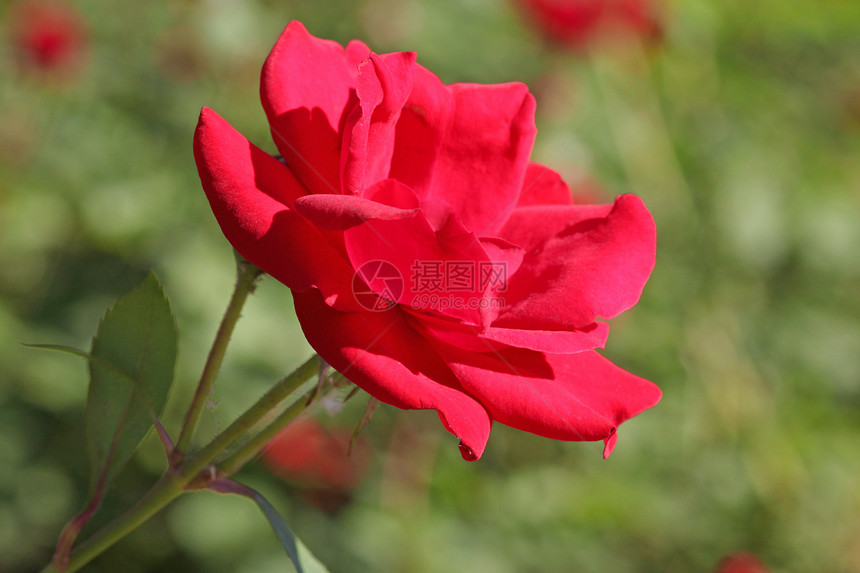 红玫瑰花坛花园香味宏观花瓣植物群红色绿色图片